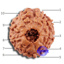 Load image into Gallery viewer, 10 Mukhi Rudraksha from Indonesia - Bead No. 38