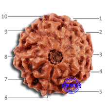 Load image into Gallery viewer, 10 Mukhi Rudraksha from Indonesia - Bead No. 39
