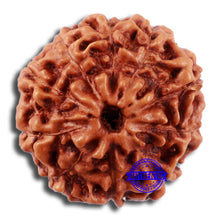 Load image into Gallery viewer, 10 Mukhi Rudraksha from Indonesia - Bead No. 39