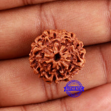 Load image into Gallery viewer, 10 Mukhi Rudraksha from Indonesia - Bead No. 39