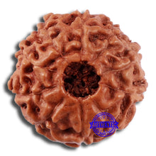 Load image into Gallery viewer, 10 Mukhi Rudraksha from Indonesia - Bead No. 43