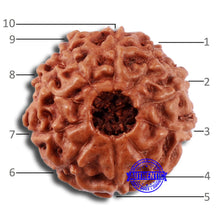 Load image into Gallery viewer, 10 Mukhi Rudraksha from Indonesia - Bead No. 43