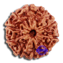 Load image into Gallery viewer, 10 Mukhi Rudraksha from Indonesia - Bead No. 45