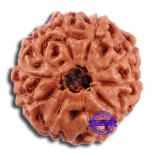 Load image into Gallery viewer, 10 Mukhi Rudraksha from Indonesia - Bead No. 46