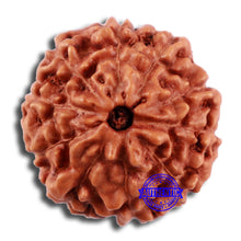 Load image into Gallery viewer, 10 Mukhi Rudraksha from Indonesia - Bead No. 46