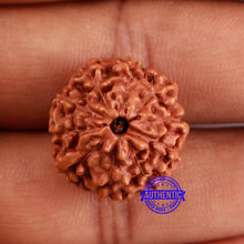 Load image into Gallery viewer, 10 Mukhi Rudraksha from Indonesia - Bead No. 46