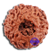 Load image into Gallery viewer, 10 Mukhi Rudraksha from Indonesia - Bead No. 47