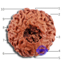 Load image into Gallery viewer, 10 Mukhi Rudraksha from Indonesia - Bead No. 47