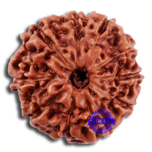 Load image into Gallery viewer, 10 Mukhi Rudraksha from Indonesia - Bead No. 47