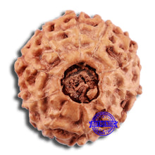 Load image into Gallery viewer, 10 Mukhi Rudraksha from Indonesia - Bead No. 48