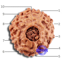 Load image into Gallery viewer, 10 Mukhi Rudraksha from Indonesia - Bead No. 48