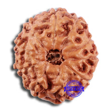Load image into Gallery viewer, 10 Mukhi Rudraksha from Indonesia - Bead No. 49