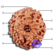 Load image into Gallery viewer, 10 Mukhi Rudraksha from Indonesia - Bead No. 49