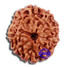 Load image into Gallery viewer, 10 Mukhi Rudraksha from Indonesia - Bead No. 49