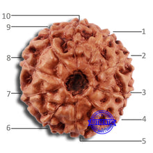 Load image into Gallery viewer, 10 Mukhi Rudraksha from Indonesia - Bead No. 50