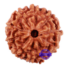 Load image into Gallery viewer, 10 Mukhi Rudraksha from Indonesia - Bead No. 51