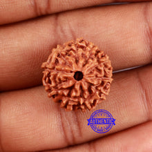 Load image into Gallery viewer, 10 Mukhi Rudraksha from Indonesia - Bead No. 51