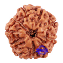 Load image into Gallery viewer, 10 Mukhi Rudraksha from Indonesia - Bead No. 52