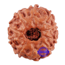 Load image into Gallery viewer, 10 Mukhi Rudraksha from Indonesia - Bead No. 53