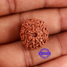 Load image into Gallery viewer, 10 Mukhi Rudraksha from Indonesia - Bead No. 53