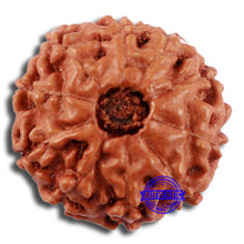 Load image into Gallery viewer, 10 Mukhi Rudraksha from Indonesia - Bead No. 54