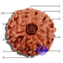 Load image into Gallery viewer, 10 Mukhi Rudraksha from Indonesia - Bead No. 54