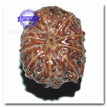 Load image into Gallery viewer, 10 Mukhi Rudraksha from Indonesia - Bead No. 143