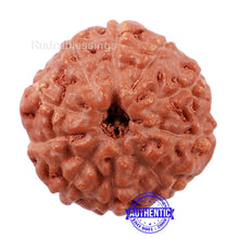 Load image into Gallery viewer, 10 Mukhi Rudraksha from Indonesia - Bead No. 178