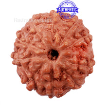 Load image into Gallery viewer, 10 Mukhi Rudraksha from Indonesia - Bead No. 180