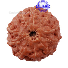 Load image into Gallery viewer, 10 Mukhi Rudraksha from Indonesia - Bead No. 180