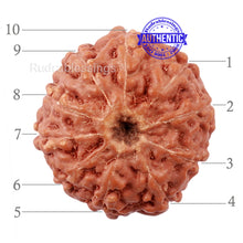 Load image into Gallery viewer, 10 Mukhi Rudraksha from Indonesia - Bead No. 181