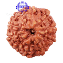 Load image into Gallery viewer, 10 Mukhi Rudraksha from Indonesia - Bead No. 182