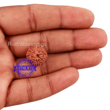 Load image into Gallery viewer, 10 Mukhi Rudraksha from Indonesia - Bead No. 182