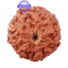 Load image into Gallery viewer, 10 Mukhi Rudraksha from Indonesia - Bead No. 182