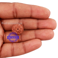 Load image into Gallery viewer, 10 Mukhi Rudraksha from Indonesia - Bead No. 183