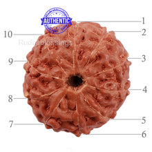 Load image into Gallery viewer, 10 Mukhi Rudraksha from Indonesia - Bead No. 183