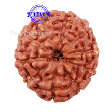 Load image into Gallery viewer, 10 Mukhi Rudraksha from Indonesia - Bead No. 184