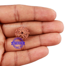 Load image into Gallery viewer, 10 Mukhi Indonesian Ganesh Rudraksha - Bead No. 10