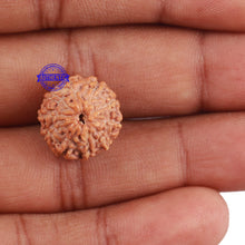 Load image into Gallery viewer, 10 Mukhi Rudraksha from Indonesia - Bead No. 11