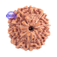 Load image into Gallery viewer, 10 Mukhi Rudraksha from Indonesia - Bead No. 122