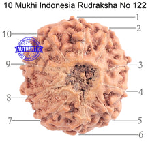 Load image into Gallery viewer, 10 Mukhi Rudraksha from Indonesia - Bead No. 122