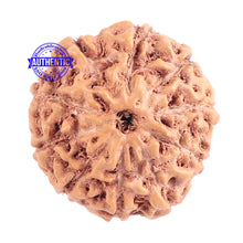 Load image into Gallery viewer, 10 Mukhi Rudraksha from Indonesia - Bead No. 125