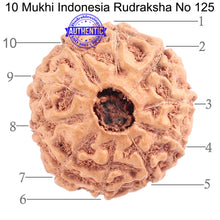 Load image into Gallery viewer, 10 Mukhi Rudraksha from Indonesia - Bead No. 125