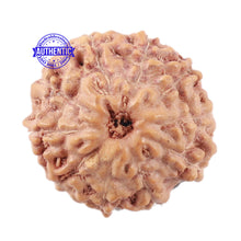 Load image into Gallery viewer, 10 Mukhi Rudraksha from Indonesia - Bead No. 15