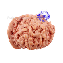 Load image into Gallery viewer, 10 Mukhi Indonesian Ganesh Rudraksha - Bead No. 1