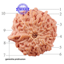 Load image into Gallery viewer, 10 Mukhi Indonesian Ganesh Rudraksha - Bead No. 1