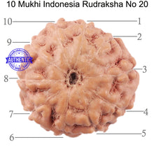 Load image into Gallery viewer, 10 Mukhi Rudraksha from Indonesia - Bead No. 20