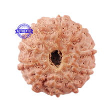 Load image into Gallery viewer, 10 Mukhi Rudraksha from Indonesia - Bead No. 21