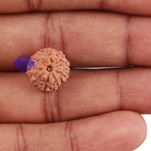 Load image into Gallery viewer, 10 Mukhi Rudraksha from Indonesia - Bead No. 21