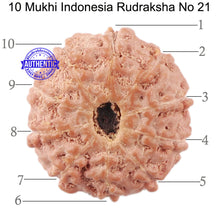 Load image into Gallery viewer, 10 Mukhi Rudraksha from Indonesia - Bead No. 21